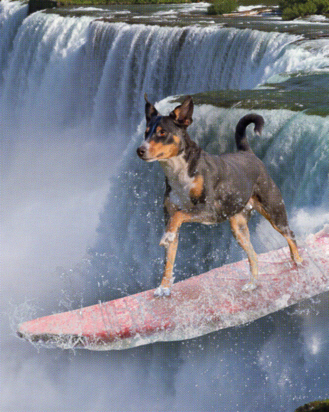 A dog on a surfboard surfing a waterfall, tail wagging and one front paw up in the air like “let’s go faster!” 