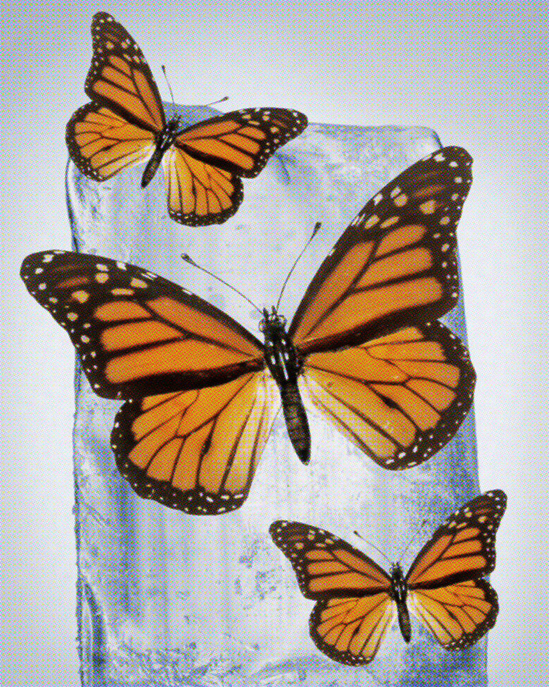 Three Monarch butterflies of different sizes on a big block of melting ice.